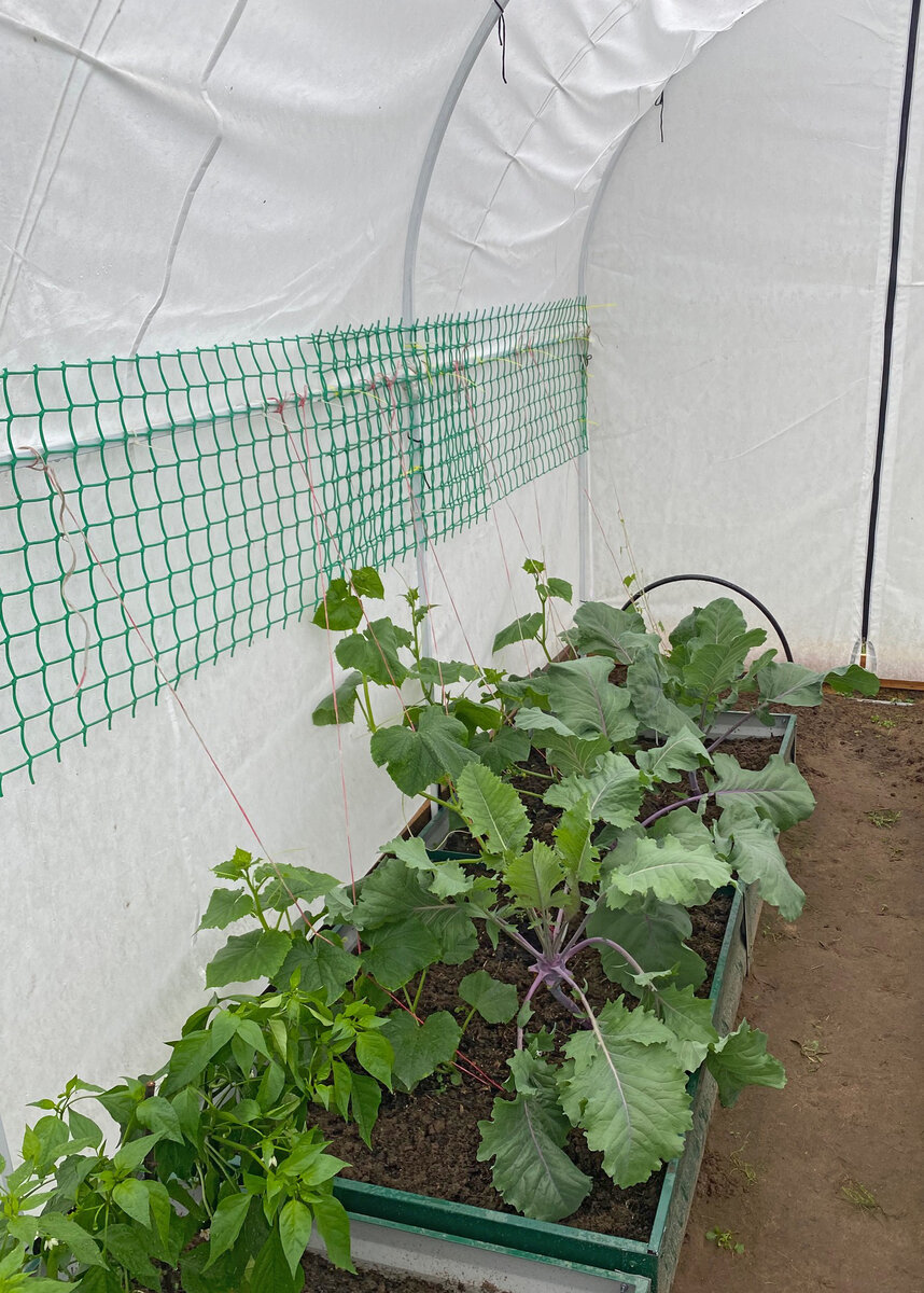 Для огурцов смонтировал пластиковую сетку.