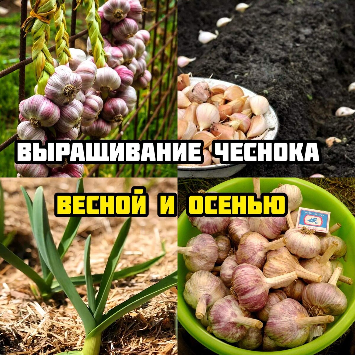 Аллиум или декоративный чеснок: посадка и уход в горшке и открытом грунте