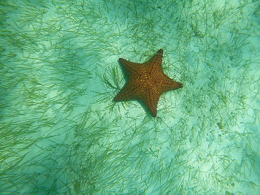 Где-то в Карибском море