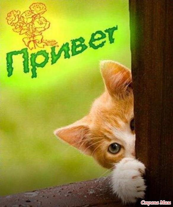 картинка из сети интернет