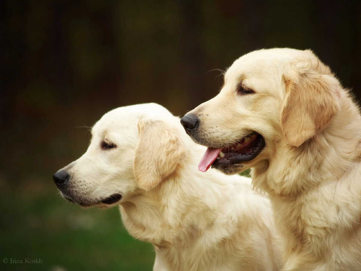 Золотистые ретриверы