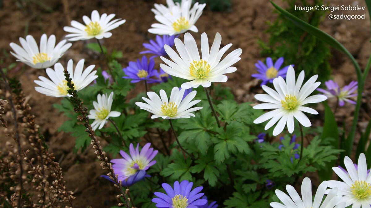 Эфемероидные весеннецветущие ветреницы: Ветреница нежная (Anemone blanda). 5 фото, листайте.