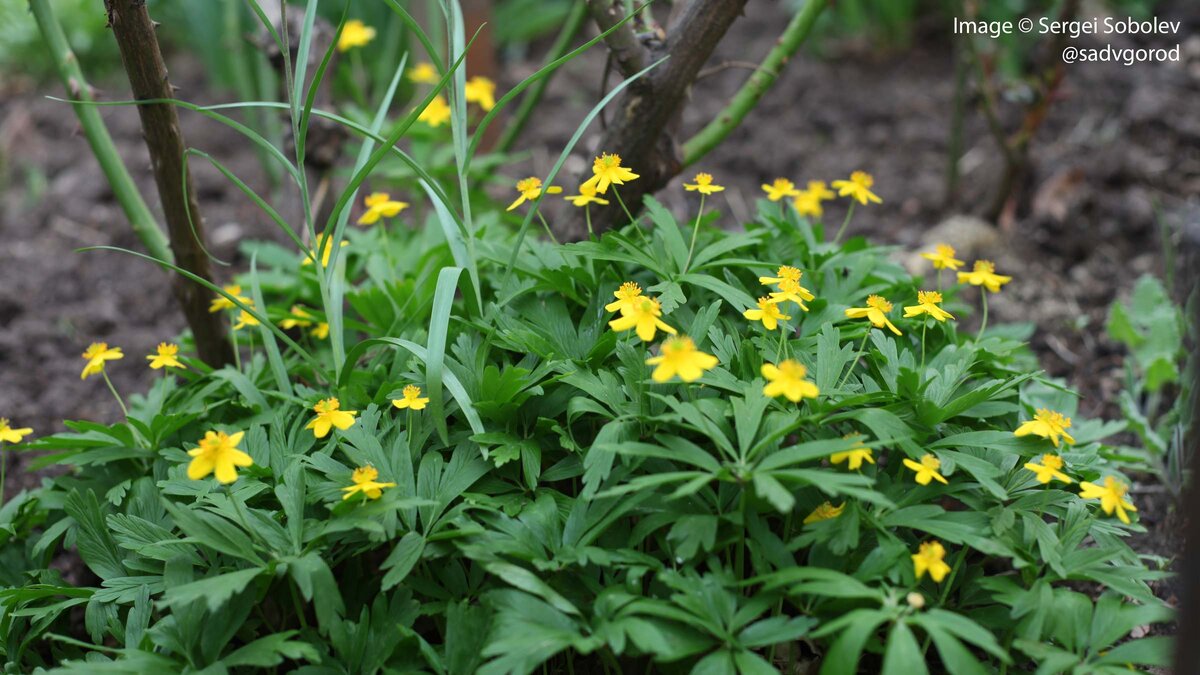 Часто втречающаяся в лесах Средней полосы Ветреница лютичная. Здесь куртинка расёт самосевом под кустом розы в мамином саду.