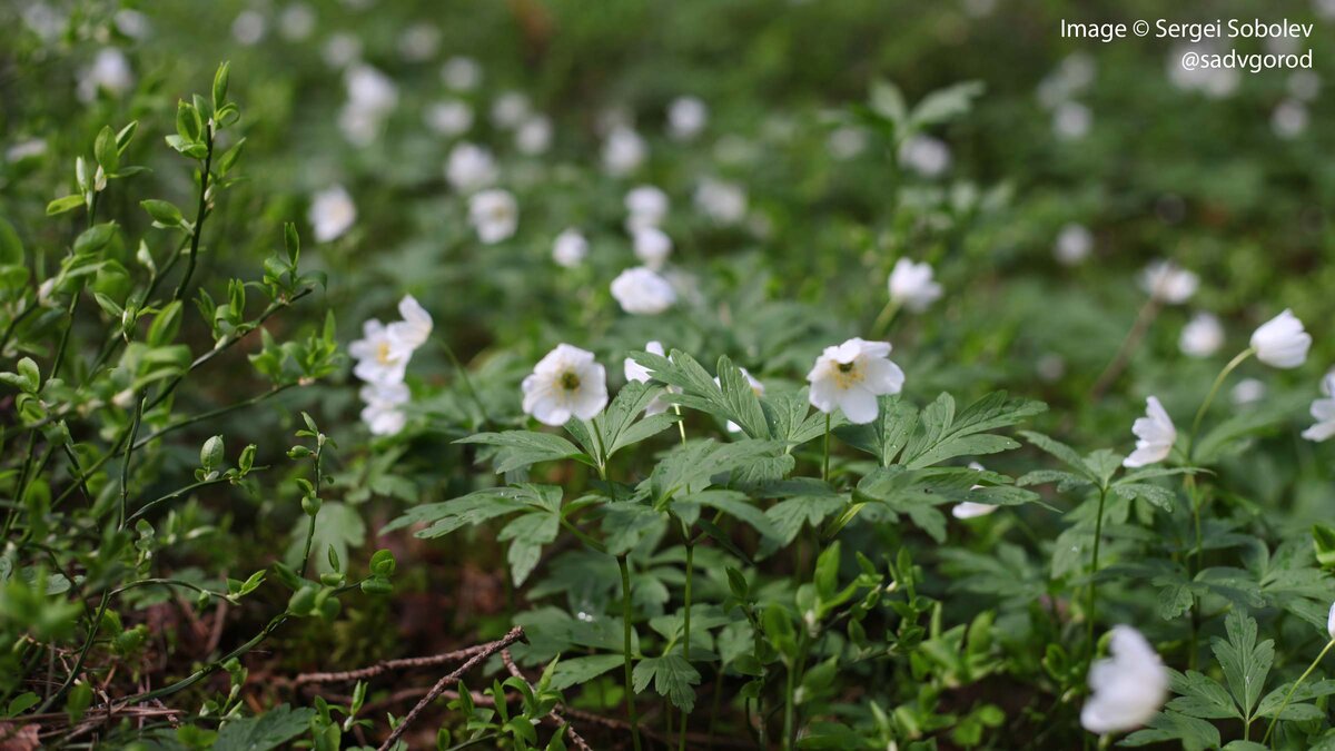 А это дикие заросли Ветреницы дубравной на Севере Подмосковья.