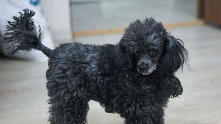 Чамик. Фото Дарья Исаева, «СЭ»