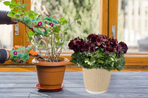 Эти красивые цветы требуют определенных мероприятий