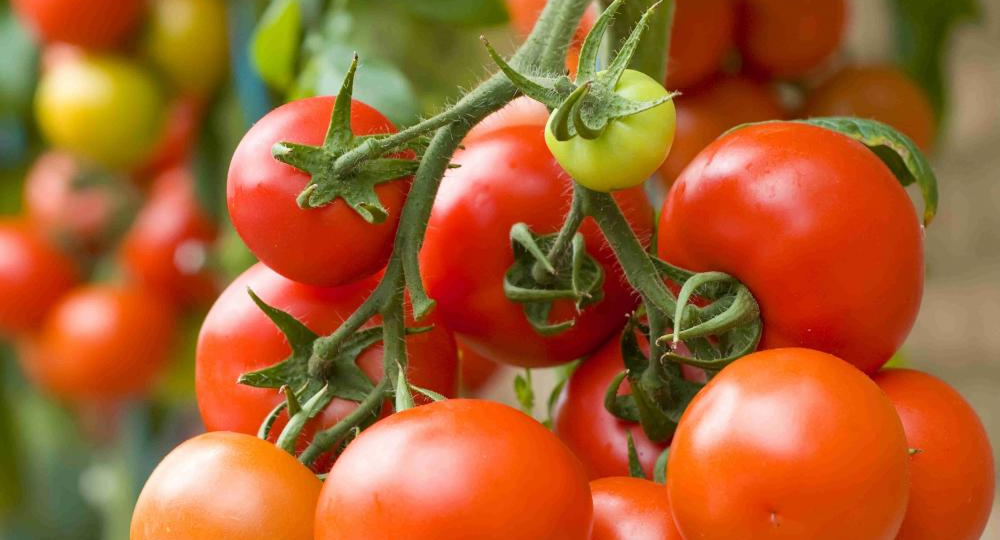 Низкорослые помидоры для открытого грунта, которые показали богатый урожай