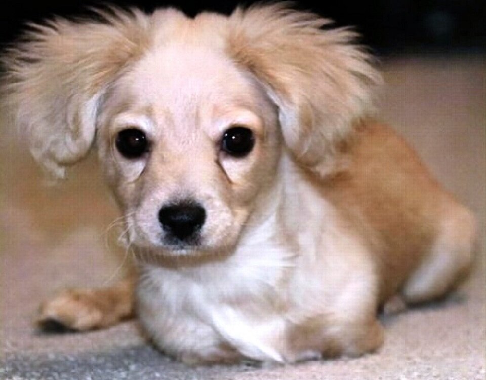 Передние лапки просто не выросли