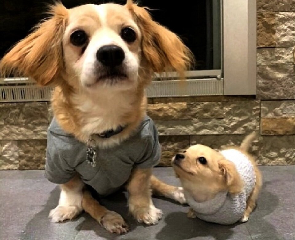 Грейси рада познакомиться с новой подругой