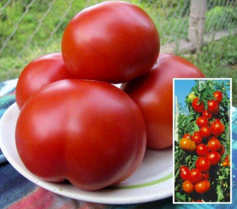 Помидор тмк сорт. Помидор башенки. Помидор башенки. Семена томат спасская башня. Помидор черри вериге.