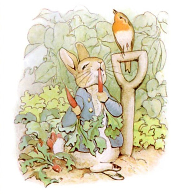 Книжная иллюстрация Беатрикс Поттер. "Сказка про Питера Пуша"...в огороде он поел салата, пожевал фасоли и взялся за редиску...pinterest.com