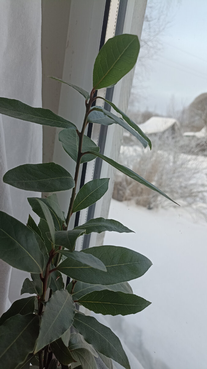 Такой растёт у меня 