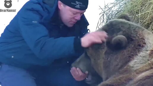 Перед сном обмуслякать папке лапку🐻😋 медведь Мансур.