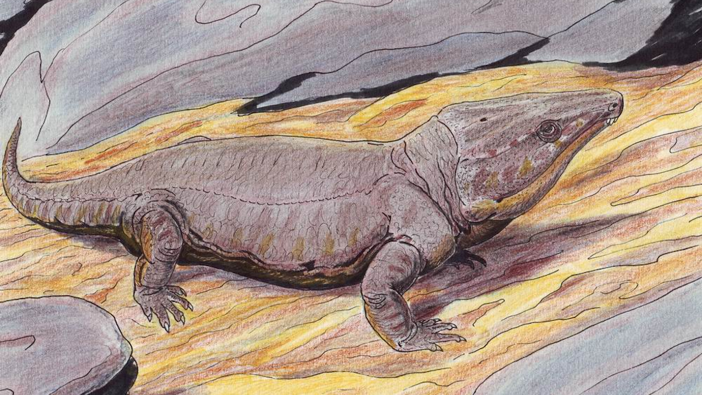 Вот примерно такой зверушки кожу и нашли палеонтологи-любители.