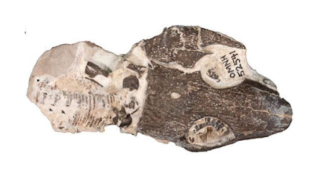 Собственно кости...