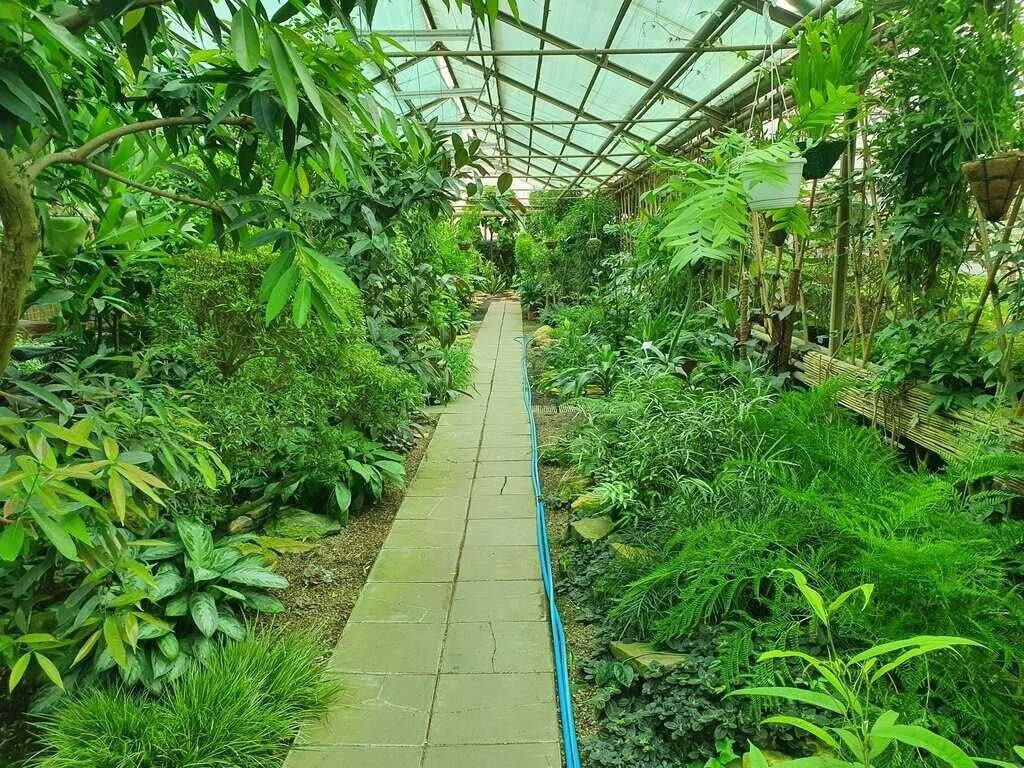 "Красная Нива". Одна из теплиц. Пожалуй, самого "оранжерейного" вида.