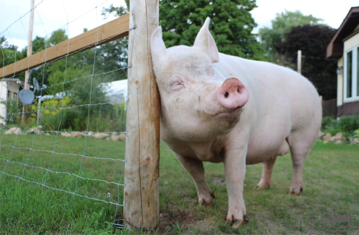Свиньям нравится, когда их чешут. Иногда они наслаждаются вниманием, но в других случаях они страдают от зуда, который нелегко снять
