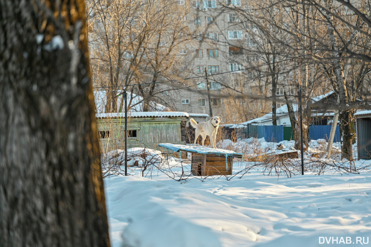 DVHAB на районе: городок крайисполкома - несостоявшийся центр хабаровской  жизни (ФОТО) | dvnovosti.ru | Дзен