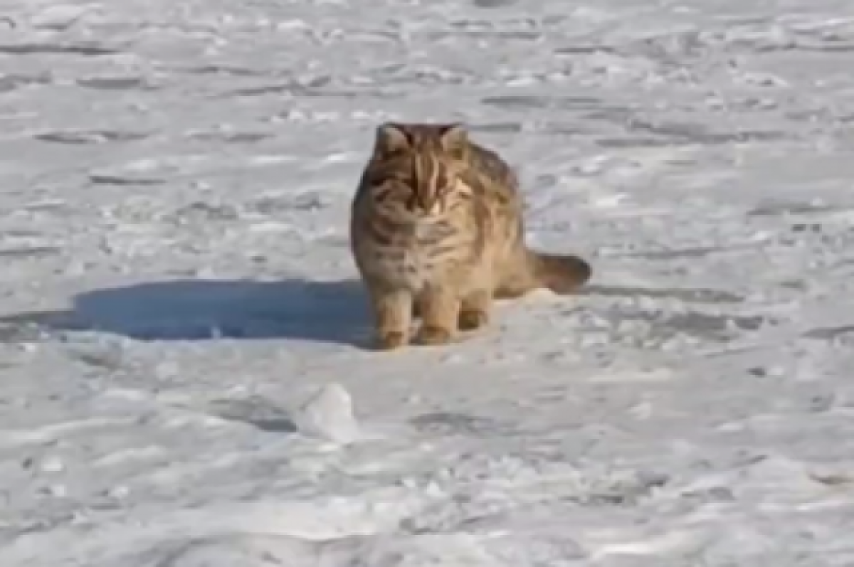    Дикого лесного кота обнаружили на форте № 4 во владивостокской крепости