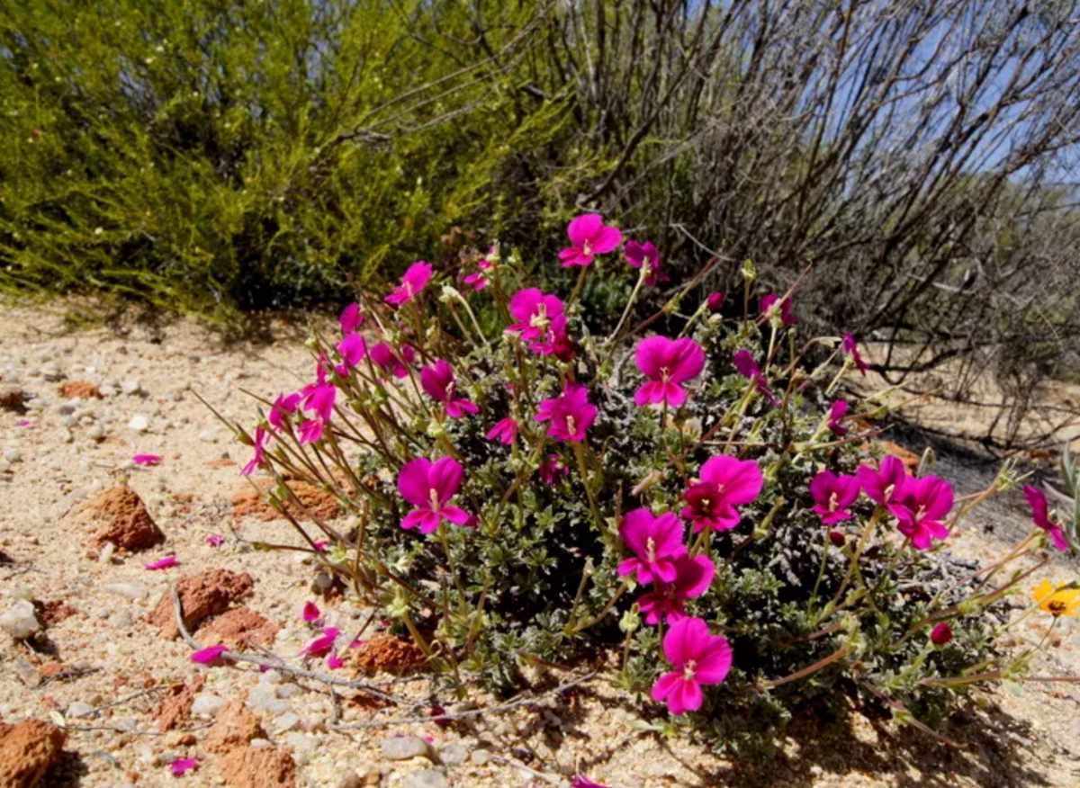 Пеларгонии в природе (источник фото: pelargonium-species.com)