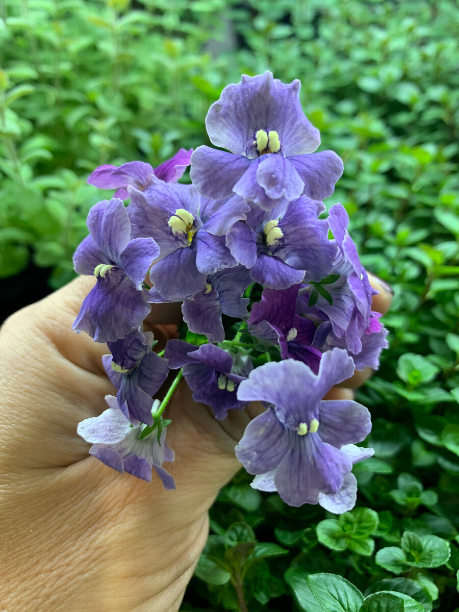 Красотка Немезия Деним 