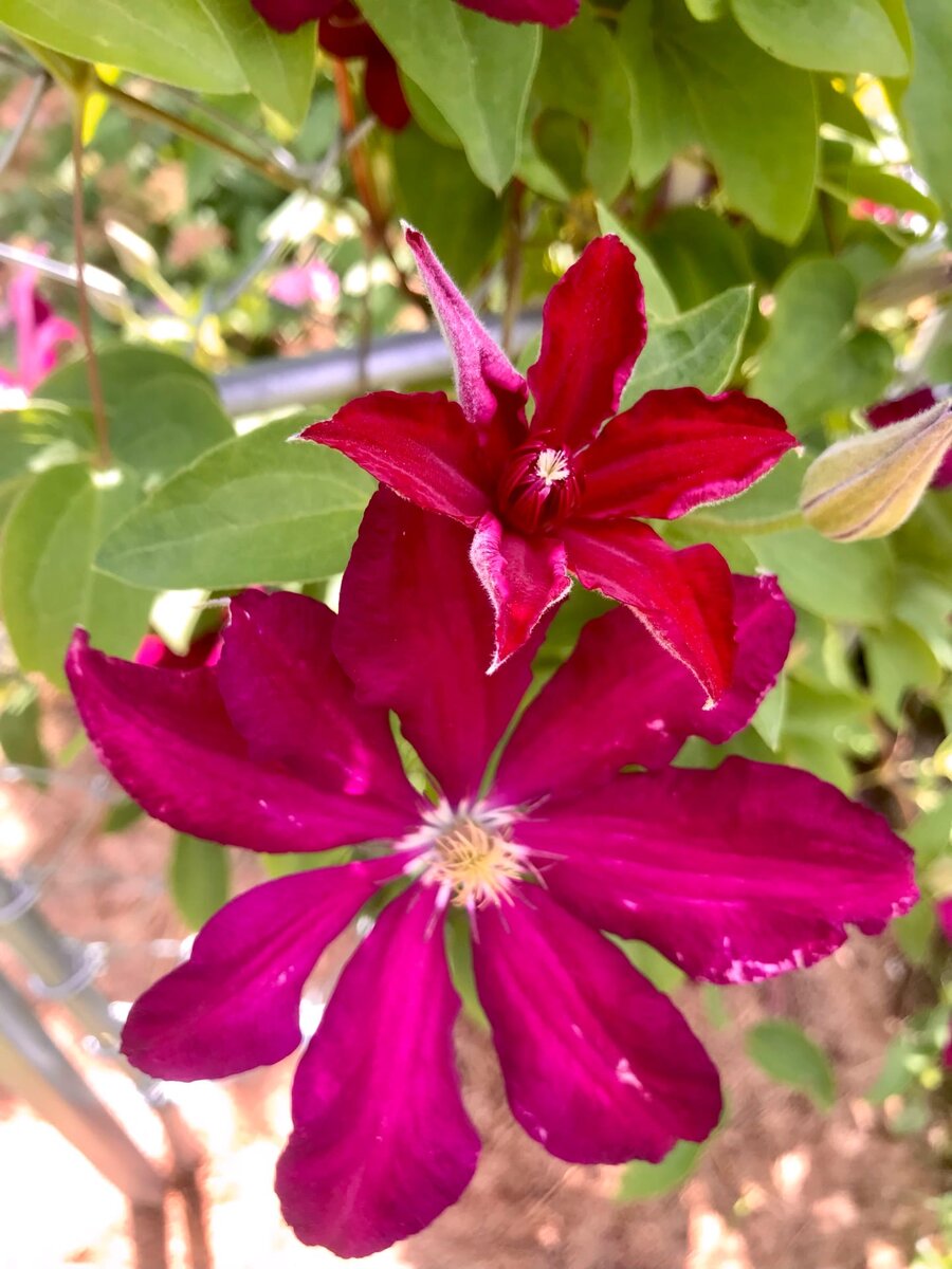 Скиталец"Стасик".Фотоархив.