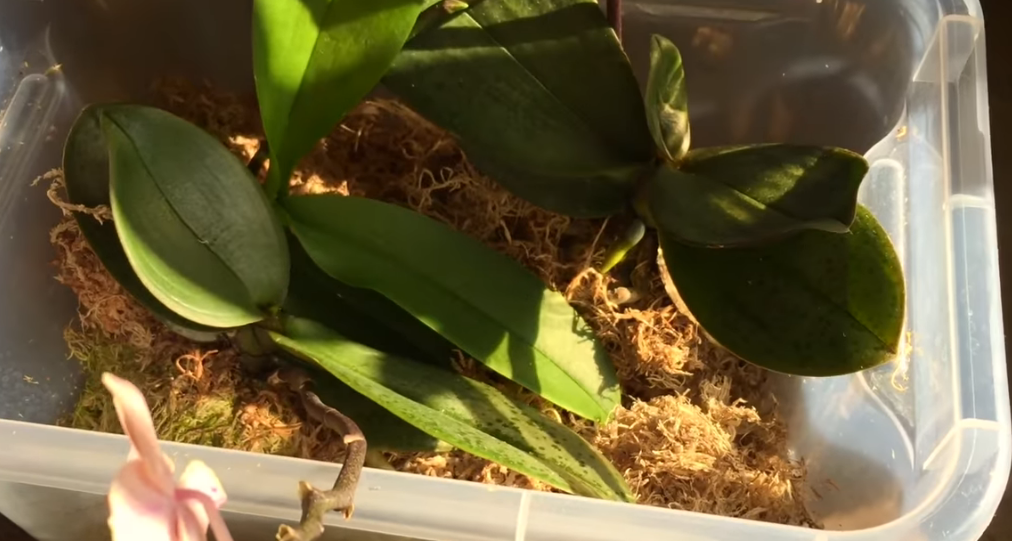 Добавляйте мох сверху керамзита, это укрепляющий материал для емкости с корнями – при падении грунт не вывалится из горшка.