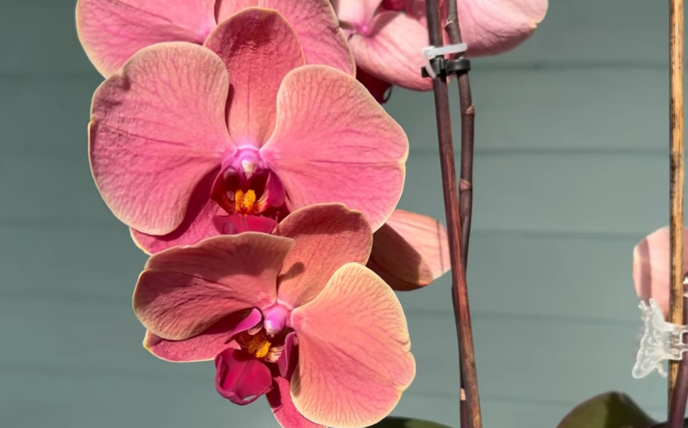 Наиболее простой способ запуска цветения орхидеи - температуры, ограничение поливов и стресс. Но есть и другие - это мох и использование природных стимуляторов роста