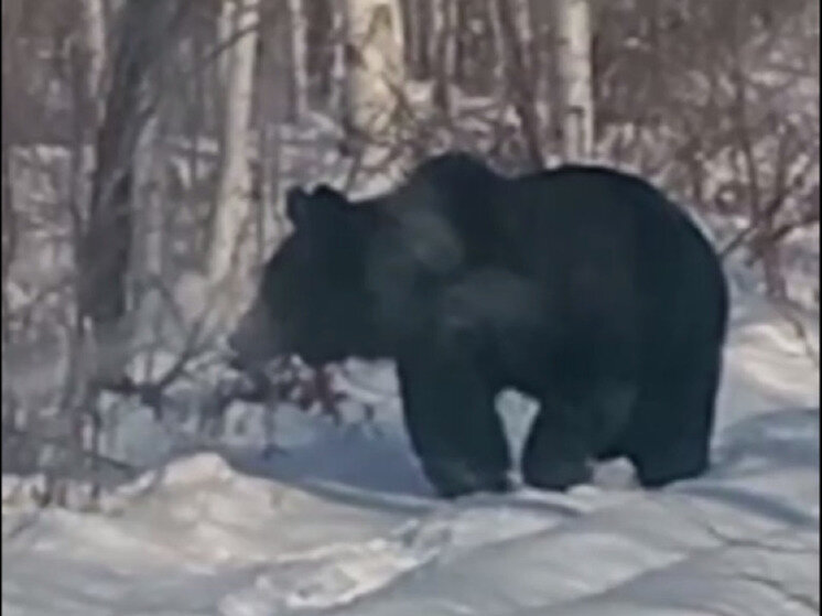 Кроноцкий заповедник камчатка медведи. Медведь шатун. Михалыч медведь. Фото медведей шатунов. Сибирский медведь шатун.