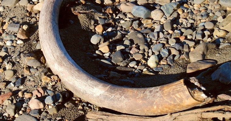 Рис. 8 Бивень мамонта. Фото находится в открытом доступе в сети Интернет
