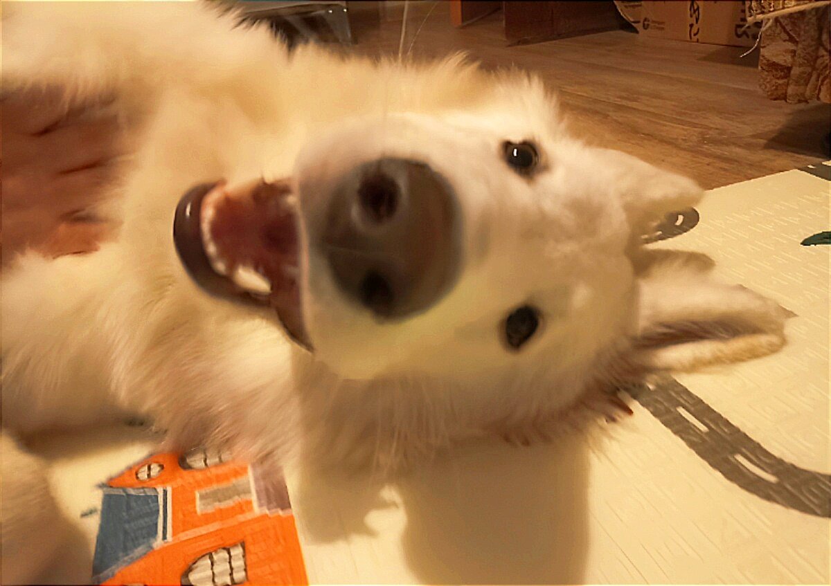 Довольный козявка