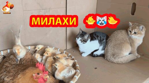 Курица с утенком и цыплятами 😹 Котята тоже хотят заботиться о пушистиках 😂