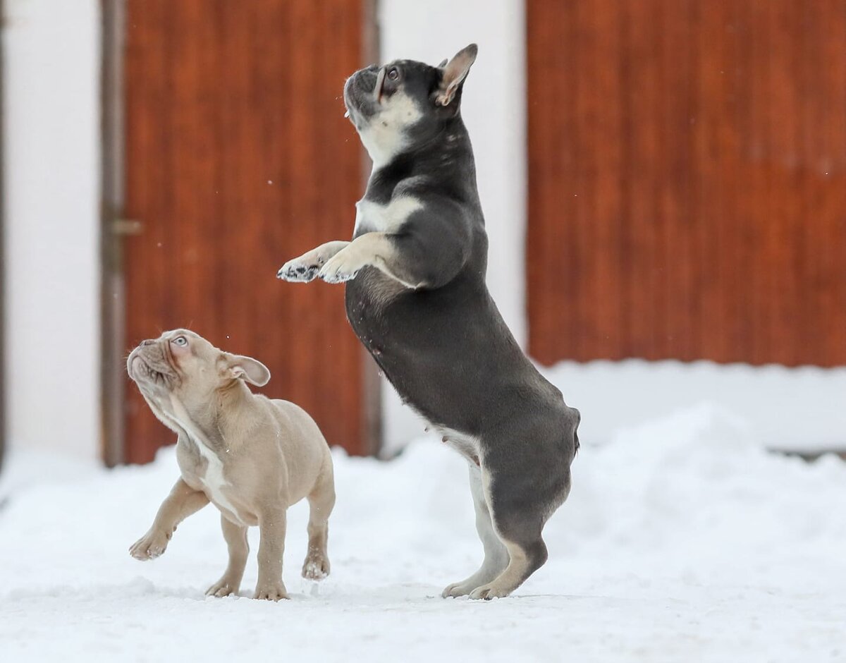 Клава и Альфа. Питомник французских бульдогов редких окрасов Бульдогвилл