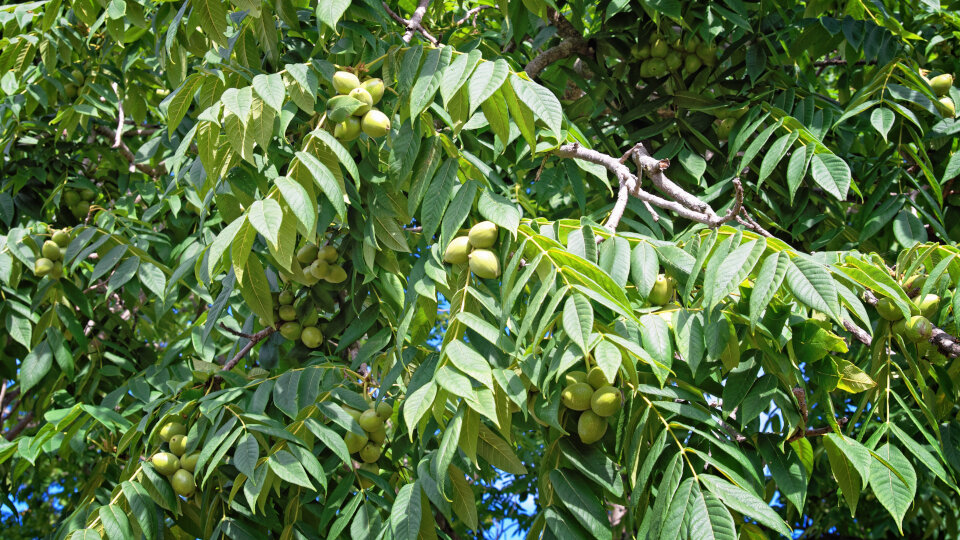 Маньчжурский орех. Фото: shutterstock.com