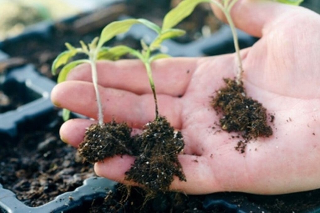 Яндекс. Картинки