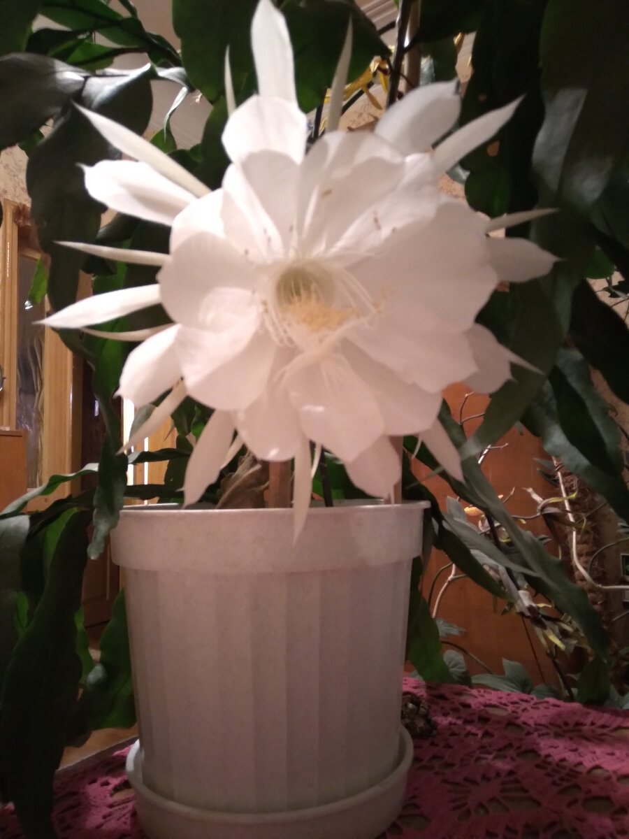 Селеницереус крупноцветковый