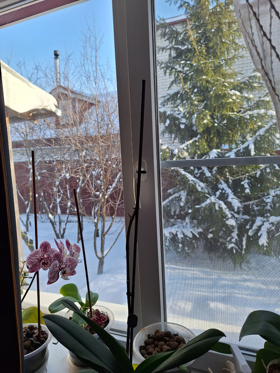 И елочка есть в саду