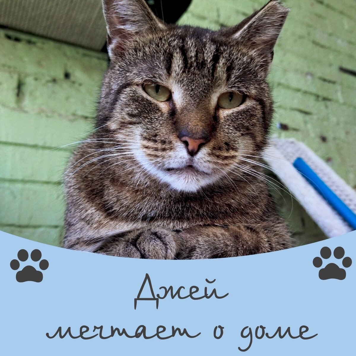 Кот Джей ищет дом ❤️🐾 | Приют 