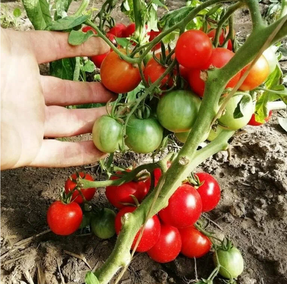 Уличная Девка