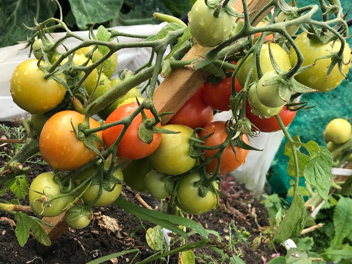 фото сентябрьское - уже остался 1 ствол из 6