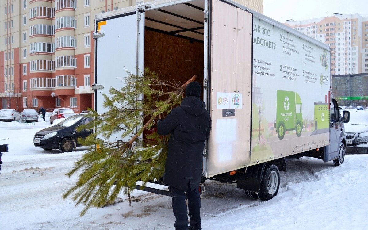 В Курске на Спецавтобазу для переработки привезли 800 ёлок | Вести-Курск |  Дзен