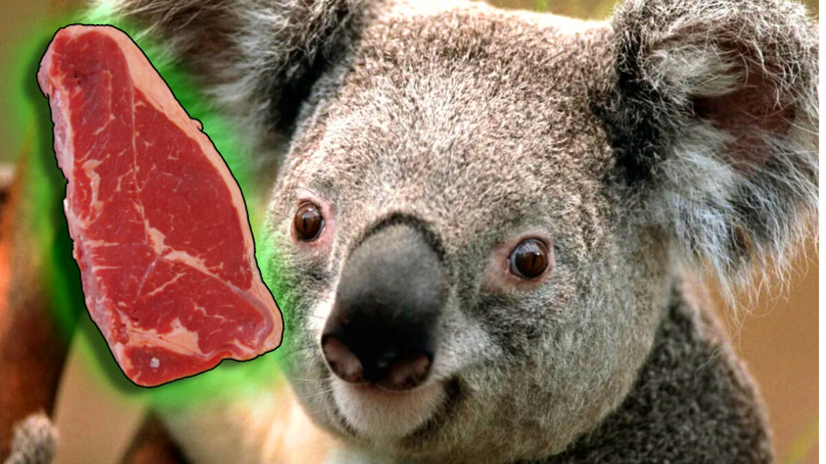 Шашлык из коалы? Нееее