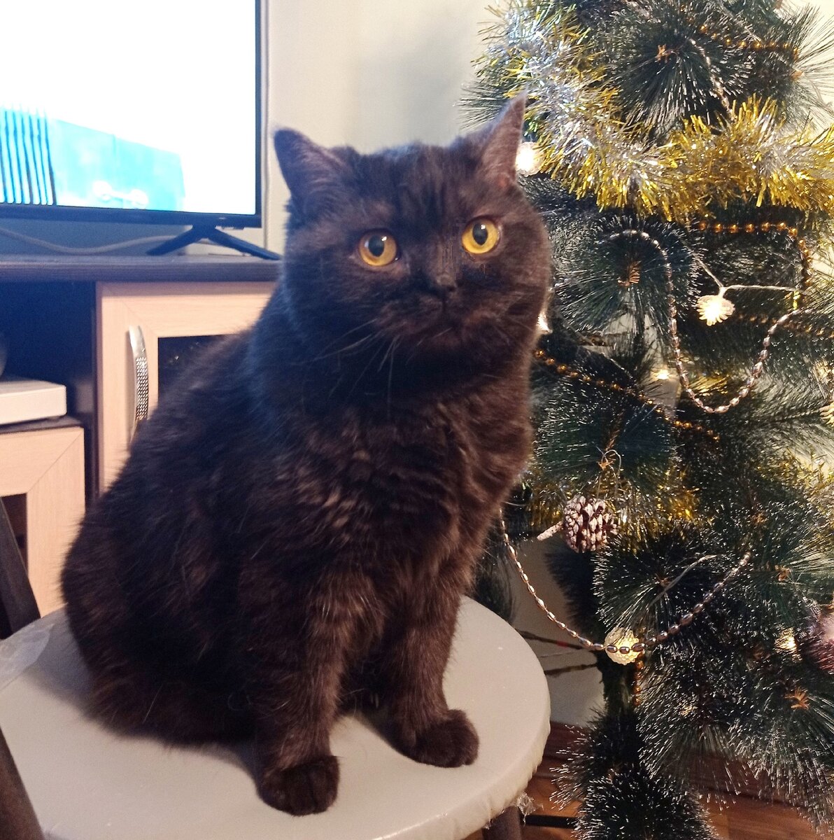 Саботаж девушка. Виды саботажа. The saboteur. Виды саботажа. Саботирование работы.