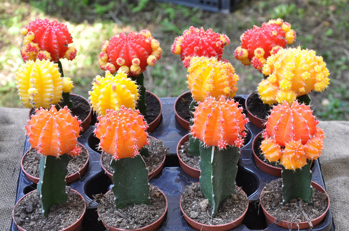 Нотокактус ребуция. Кактус ползучий хамецереус. Название кактусов с цветами. Название кактусов с цветами. Название кактусов с цветами.