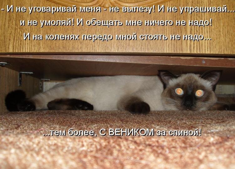 Дано было то давно. Приколы с котами с надписями. Котики с прикольными надписями. Смешные коты с надписями. Смешные надписи с котами.