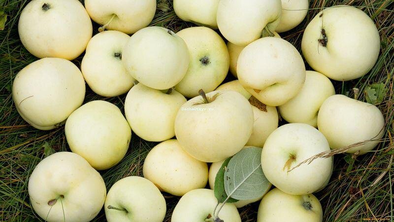 Белый налив. Из открытых источников