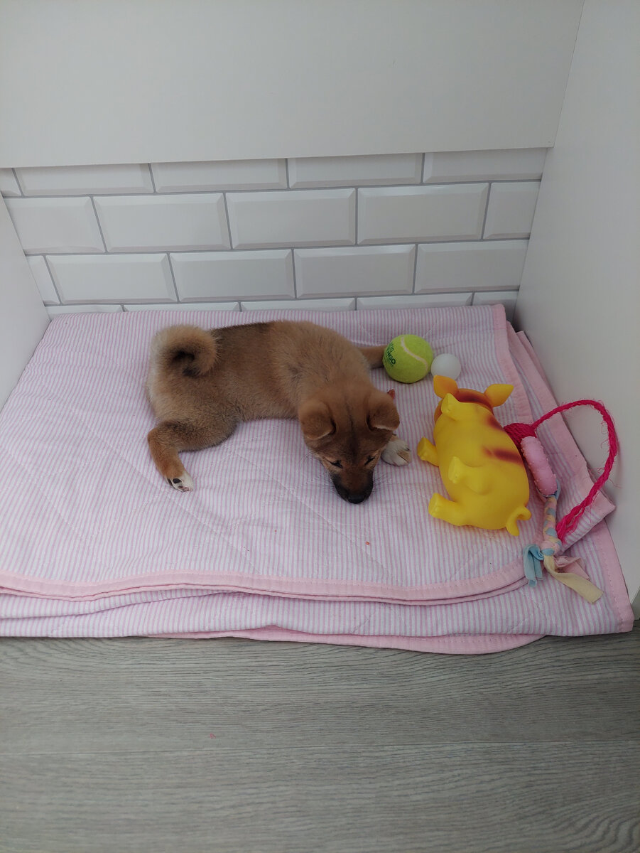 Собрала все свои игрушки и спит 