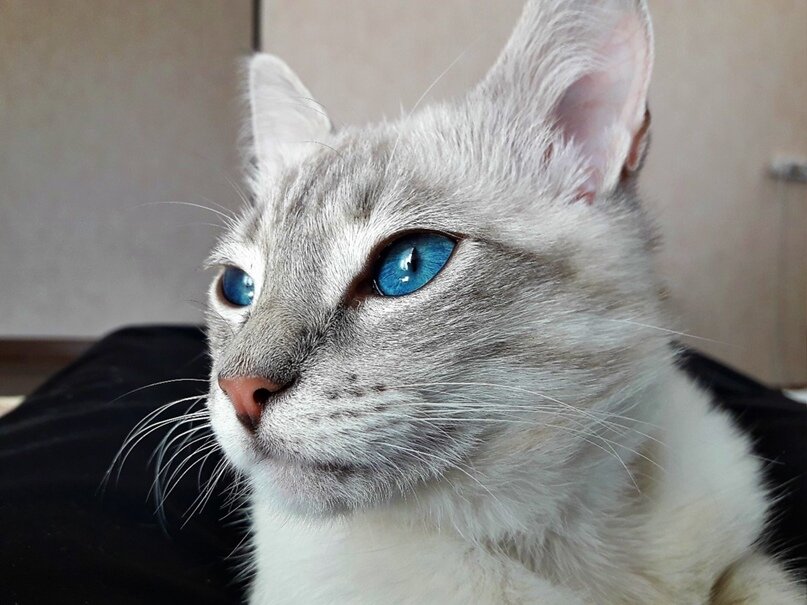 В радужке белых питомцев меланина почти нет, что вызывает синий оттенок.