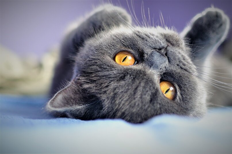 Самая темная окраска радужки у пушистых любимцев — глубокий, очень темный золотисто-рыжий.