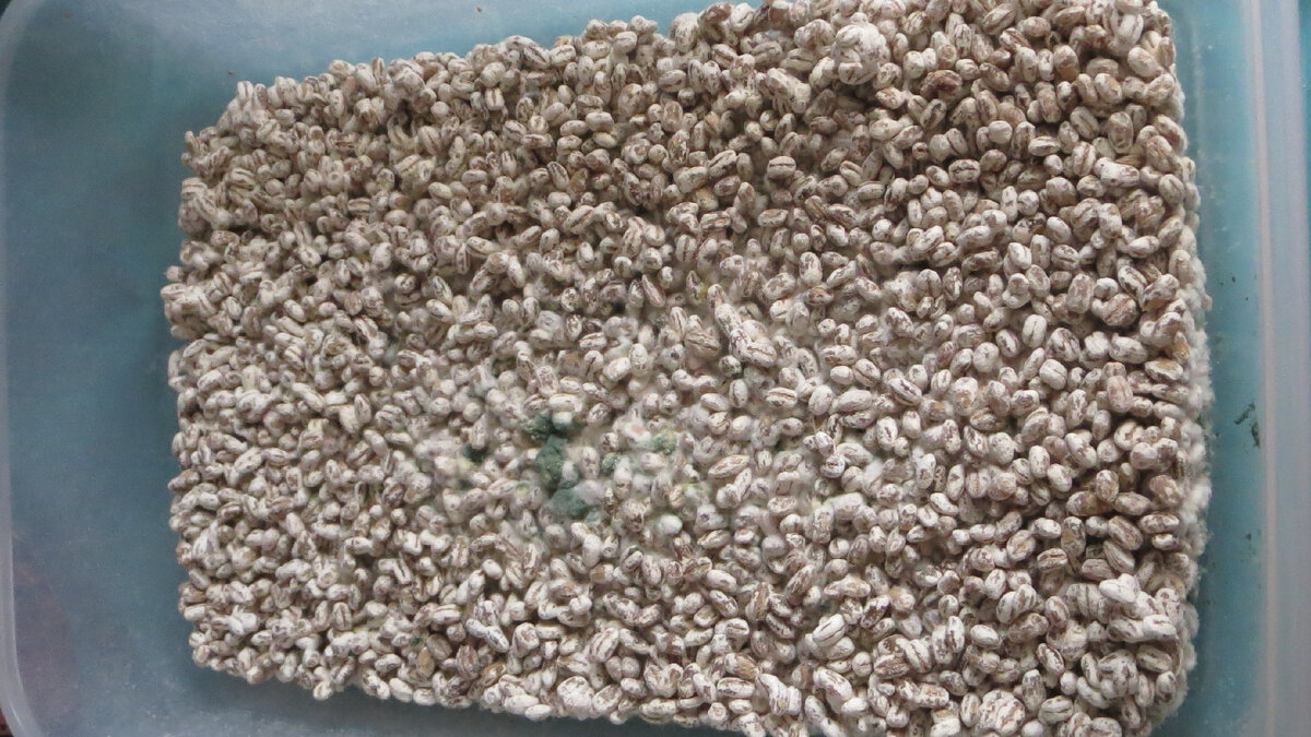 14 января 2024 года. Триходерма в лотке с боверией Картоплюс.